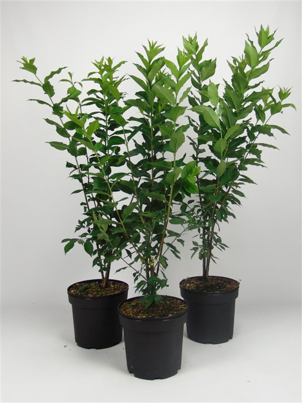 Euonymus europaeus - C7.5 80-100 CM